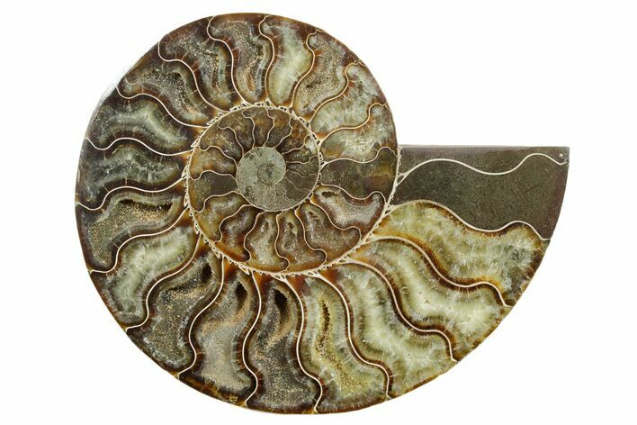 Cut & Polished Ammonite Fossil (Half) - Madagascar #347551